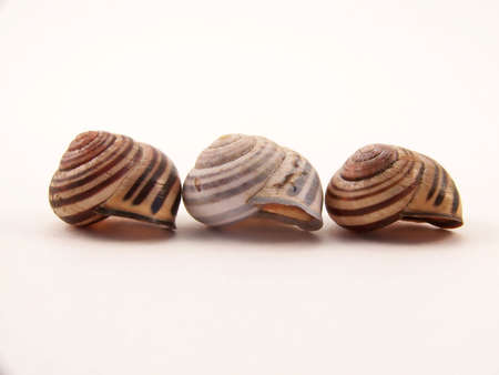 Image of three striped, empty snail shells, lined up in a row.