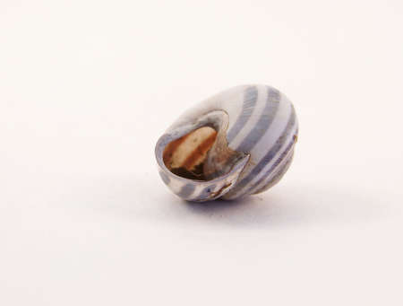 Image of a single empty sunbleached snail shell, turned upside down.