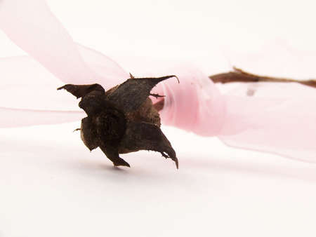 Image of a single rose weathered by a winter outside, with a light pink ribbon.の写真素材