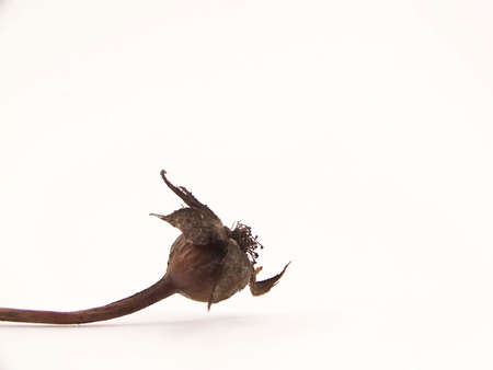 Image of a single rose weathered by a winter outside.の写真素材