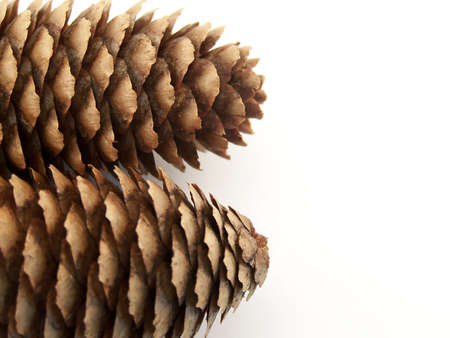 Image of two pinecones placed beside one another, facing different directions.の写真素材