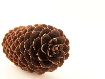 Image of a single pinecone, with focus on its center.の写真素材