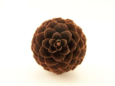 Image of a single pine cone, viewed head on and centered in frame.の写真素材
