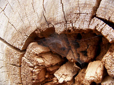 Image of a cobweb in the the center of an old log.の写真素材