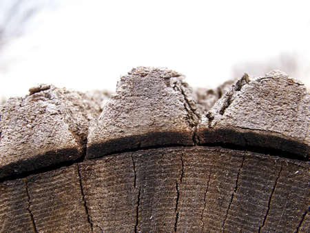 Detail of the bark or an aged log.の写真素材
