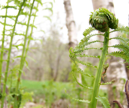 Image of a fiddlehead (young ferns) about to uncurl in spring.の写真素材