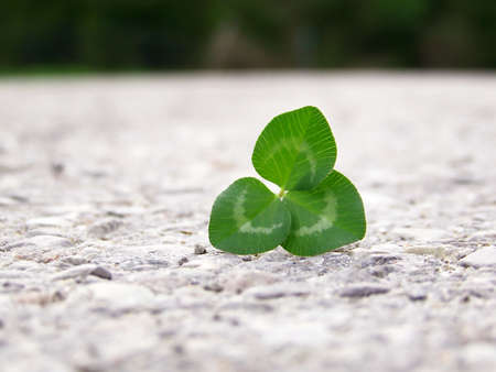 Image of bright green clover on grey road.の写真素材