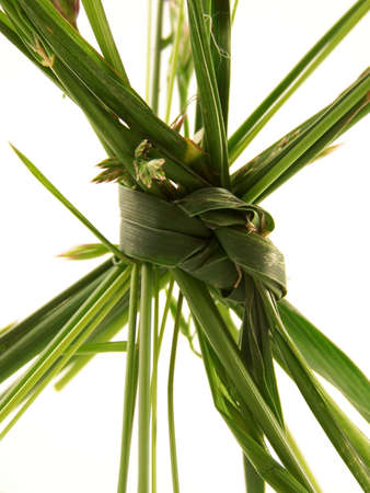 Pieces of different types of grass, tied together in a knot.の写真素材