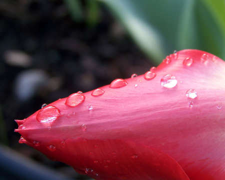 Image of a red tulip bud with beads of rain. の写真素材