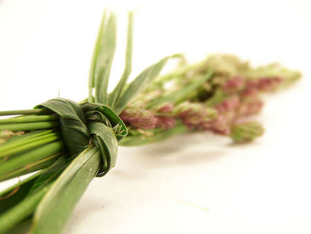A group of wild grasses, bundled together.  Focus is on knot.の写真素材