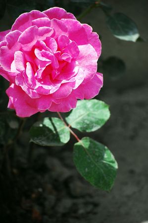 flowerの写真素材