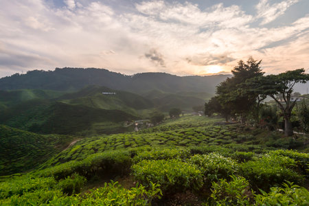 Cameron Highland Tea Plantation located at Pahang state of Malaysia.の写真素材