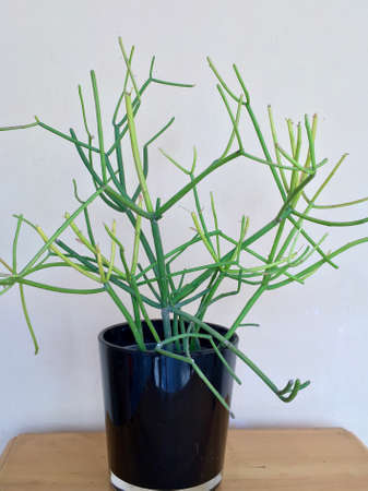Pencil cactus in a black glass planter with a wall in the backgroundの写真素材
