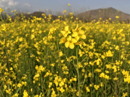 A beautiful view of the mustard field. Brassica flowers in the fieldの写真素材