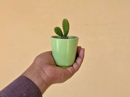 Bunny ear cactus in a small potの写真素材