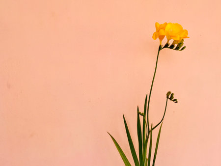 Fresh freesia flowers with leaves with copy spaceの写真素材