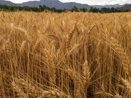 Rip wheat crop in the fields ready to be harvestedの写真素材