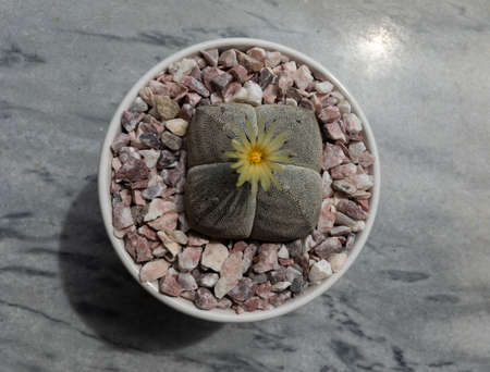 Astrophytum Myriostigma quadricostatum cactusの写真素材