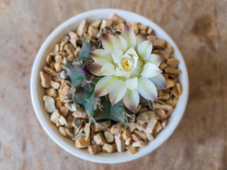 Gymnocalycium mihanovichii chin cactusの写真素材