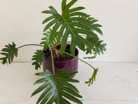 Philodendron xanadu air purifier plant closeupの写真素材