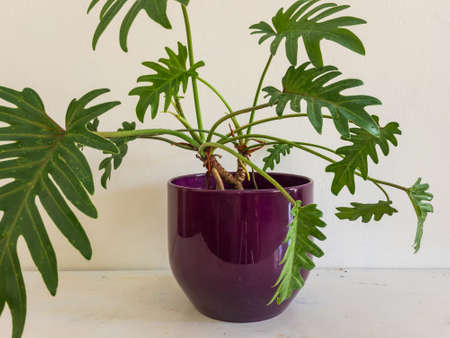 Philodendron Xanadu plant potted in a beautiful ceramic pot with white backgroundの写真素材