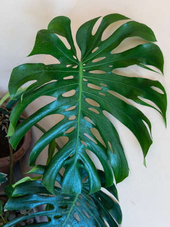 Monstera deliciosa Swiss cheese plant big leaf closeupの写真素材