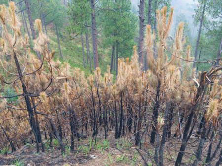 Wildfire burnt pine trees in the forestの写真素材