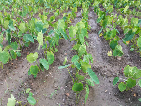 Taro roots plant in a field closeupの写真素材