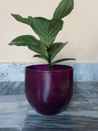 Fiddle Leaf Fig Ficus lyrata potted plantの写真素材