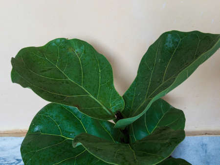 Fiddle Leaf Fig Ficus lyrata potted plantの写真素材