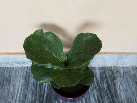 Fiddle Leaf Fig Ficus lyrata potted plantの写真素材