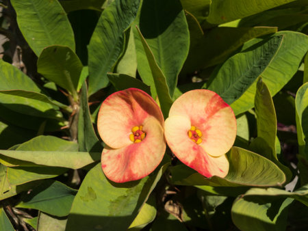 Euphorbia milii beautiful plant bloomの写真素材