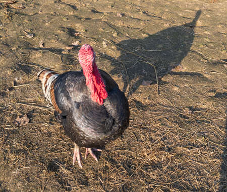 Sick Guinea fowl died in a grassの写真素材