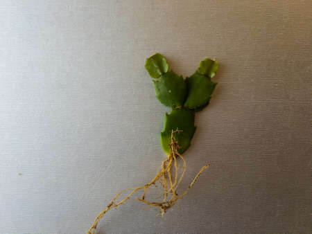 schlumbergera christmas cactus plant with rootsの写真素材