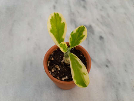 schlumbergera christmas cactus small plants in a trayの写真素材