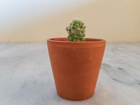Close of a cactus in small potの写真素材