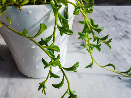 Dolphin plant in a white pot with water splashesの写真素材