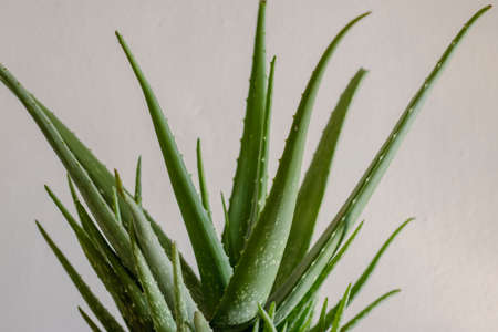 Closeup of Aloe Vera plant with isolated backgroundの写真素材