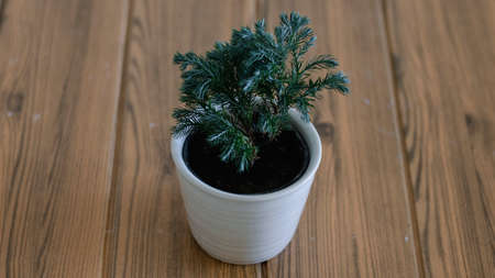 Juniper small tree in a white potの写真素材