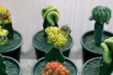 Grafted cactus or moon cactusの写真素材