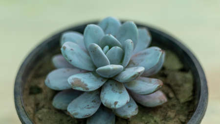 Sedum clavatum succulent compact rosettesの写真素材