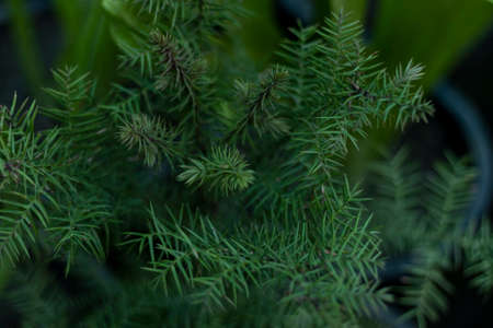 Araucaria tree top angle viewの写真素材