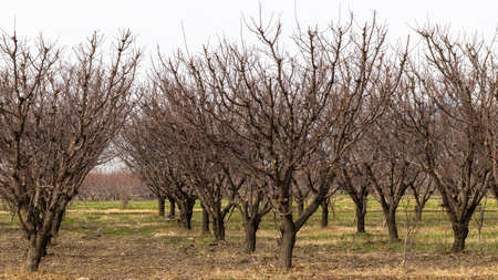 Apricot fruit farm in winter with no leavesの写真素材