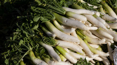 Fresh Radish with leaves display for saleの写真素材
