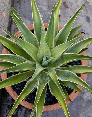 Agave plant top angle viewの写真素材