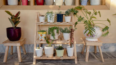 Display of succulents and cactus on a shelfの写真素材
