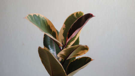 closeup of a rubber plantの写真素材