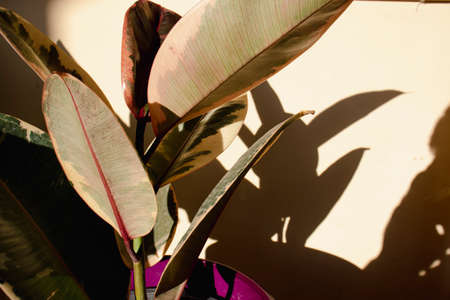 Closeup of a ficus elastica plantの写真素材