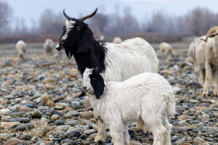 Goat with young lamb with selective focus and blur backgroundの写真素材