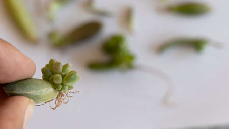 Closeup of a Baby succulent plant with roots sprout from a single succulent leaf with selective focus and blur backgroundの写真素材